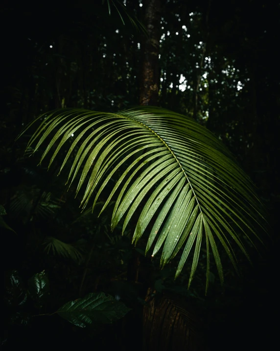 the green leaves are illuminated in the dark