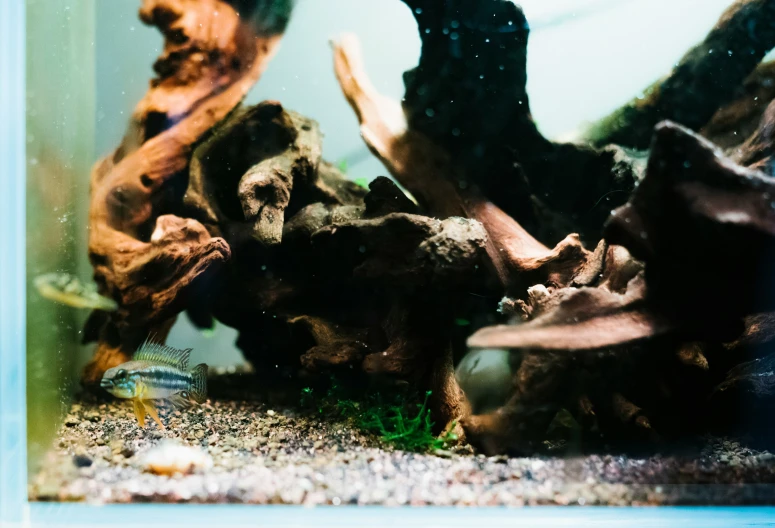 a fish with large body eating food in a fish tank