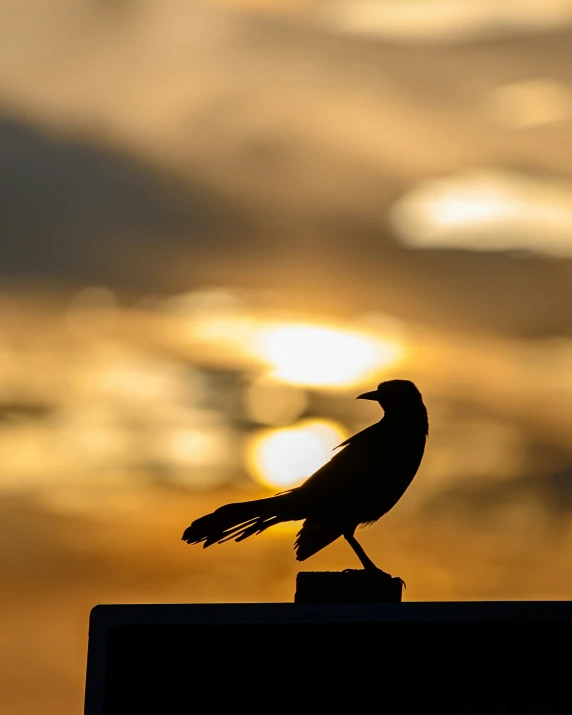 a bird sitting on top of a roof at dusk