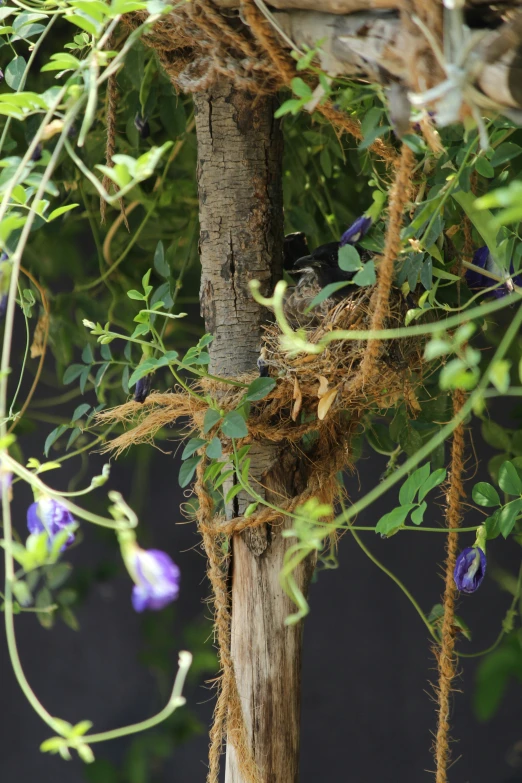 a bird is sitting in the nches of an outdoor tree