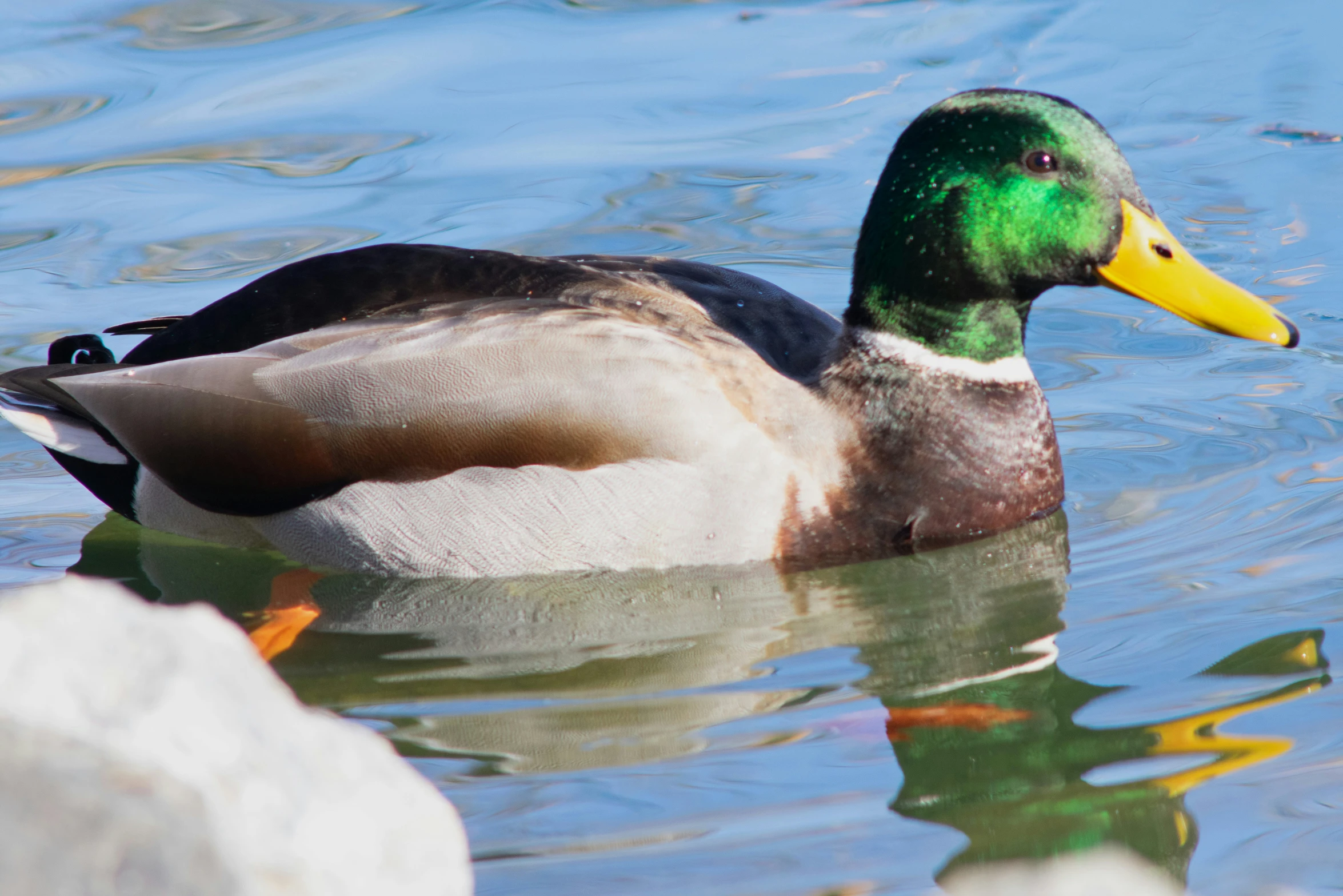 the duck is floating on water near the rocks