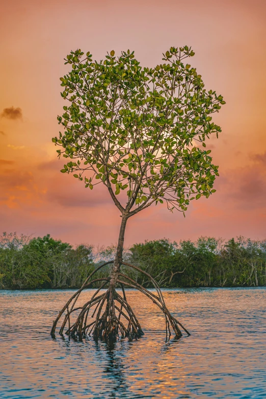 an abstract view of a large tree sitting in the middle of water