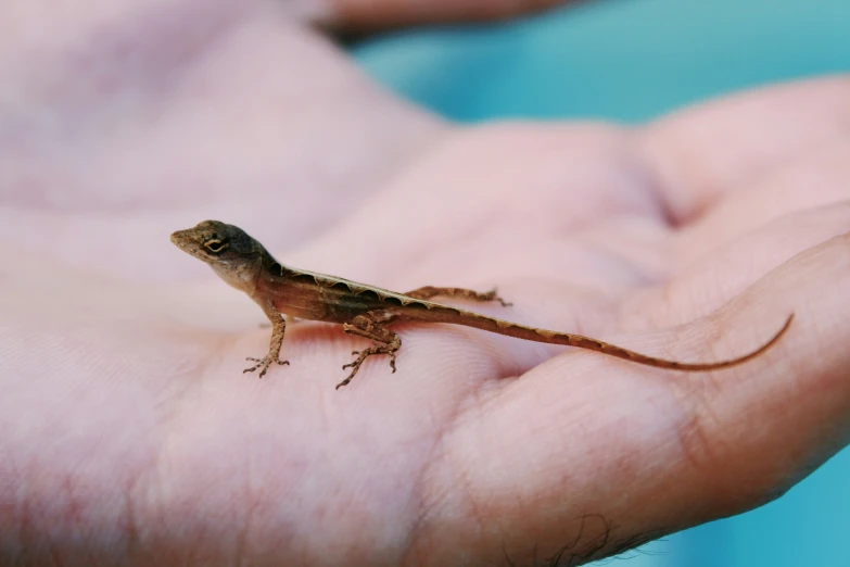 a small lizard sitting on the palm of someones hand