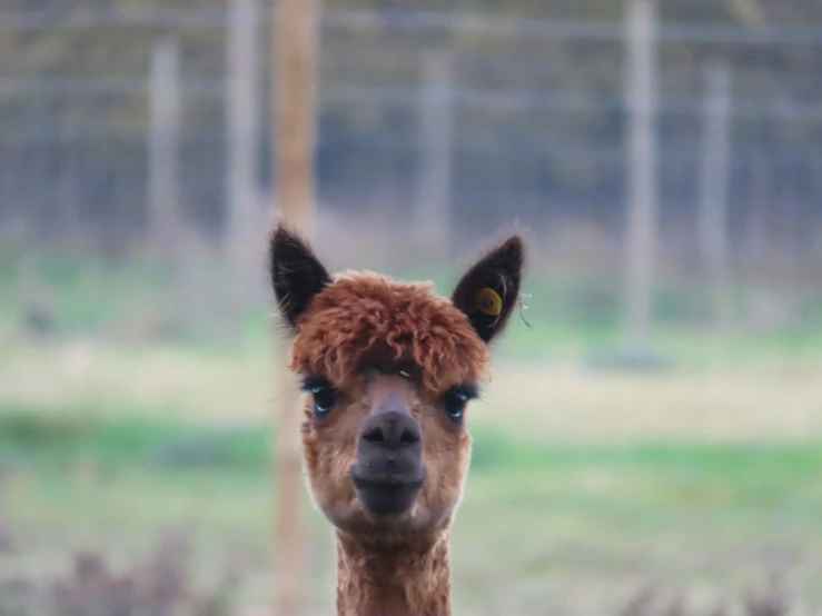 a close up of a small brown lama