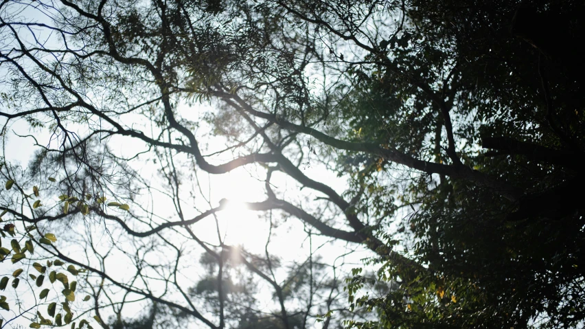 a tree with leaves blowing in the wind