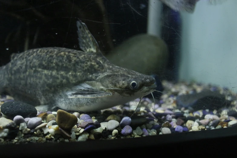 a small fish inside of a tank in some gravel