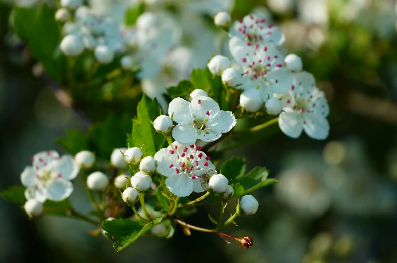 white flowers with pink centers sitting on top of a bush