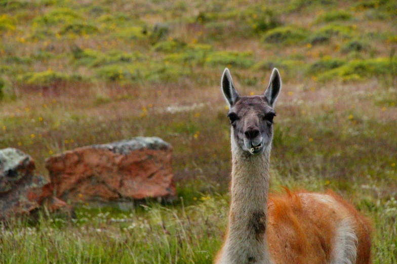 a llama in a grassy area with rocks and grass