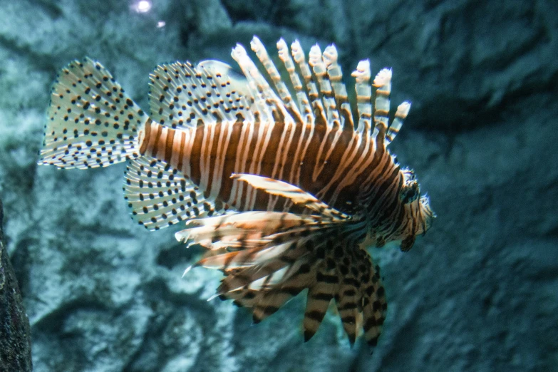 a fish floats through some water near rocks