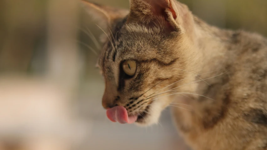 a close up of a cat with it's tongue out