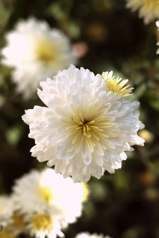 the flowers are in full bloom with leaves