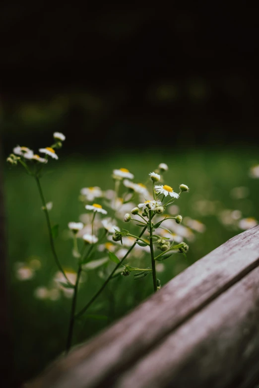 some white flowers that are by a wooden bench