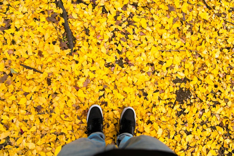 person standing on a paved area covered in yellow leaves