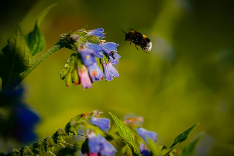 a bee hovering near a blue flower