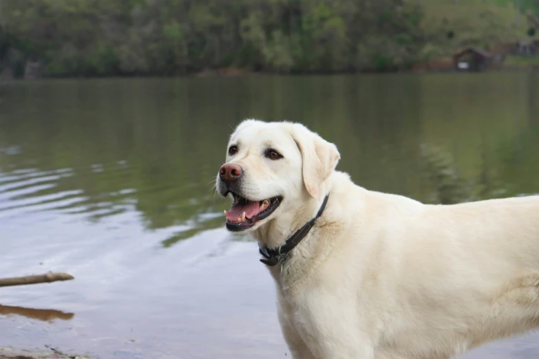 white lab dog standing in water by a tree