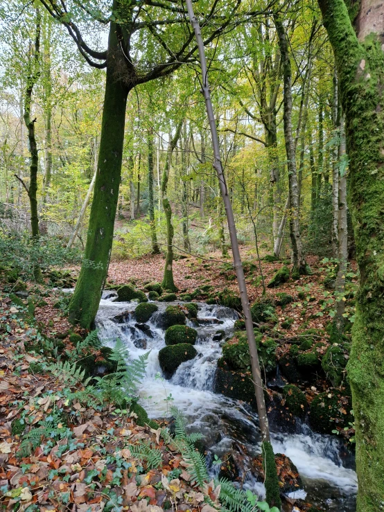 water flowing down a stream surrounded by lush green trees