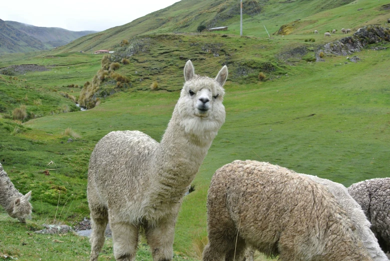 a llama standing in front of a herd of sheep