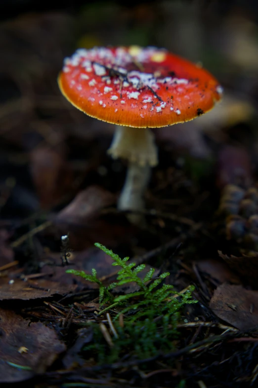 a mushroom grows in the middle of the forest