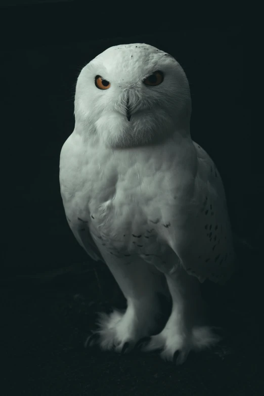 the owl is standing alone wearing brown eyes