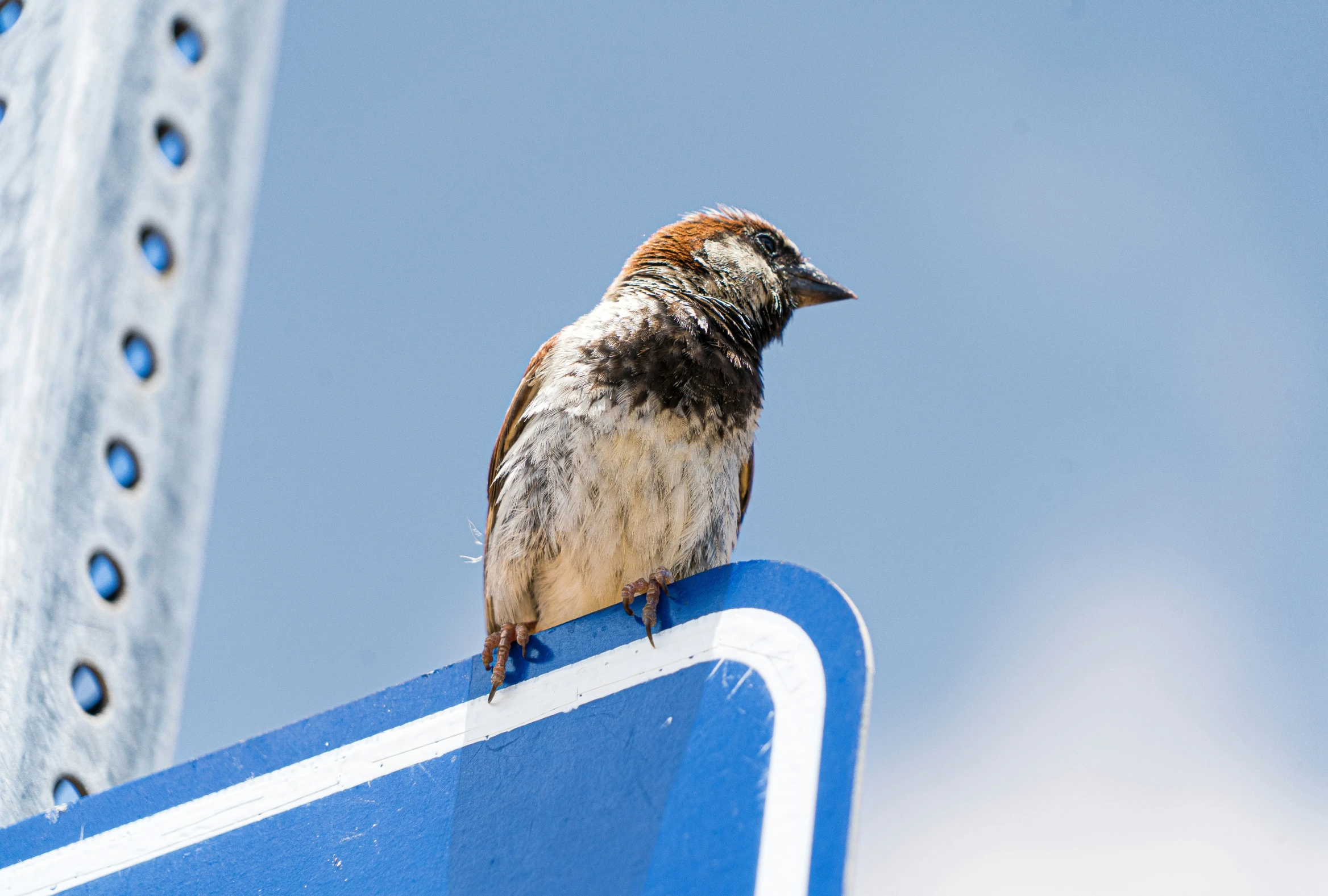 small bird sitting on a blue street sign