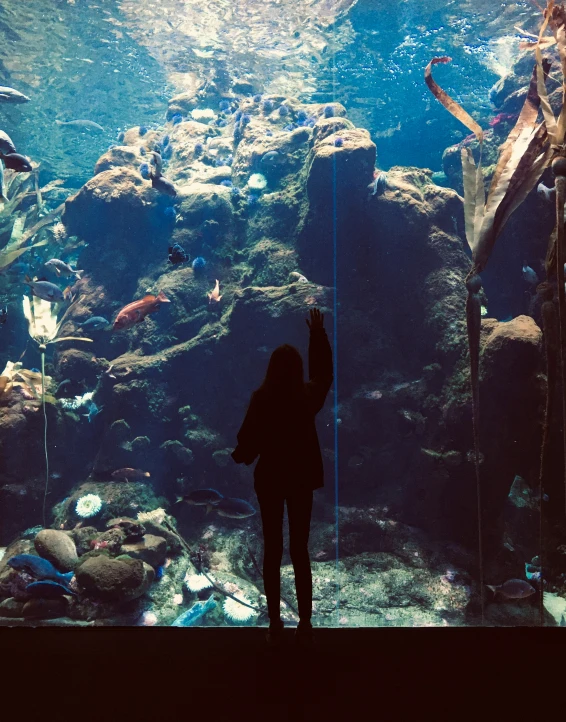 a person standing near a fish tank and looking at fish