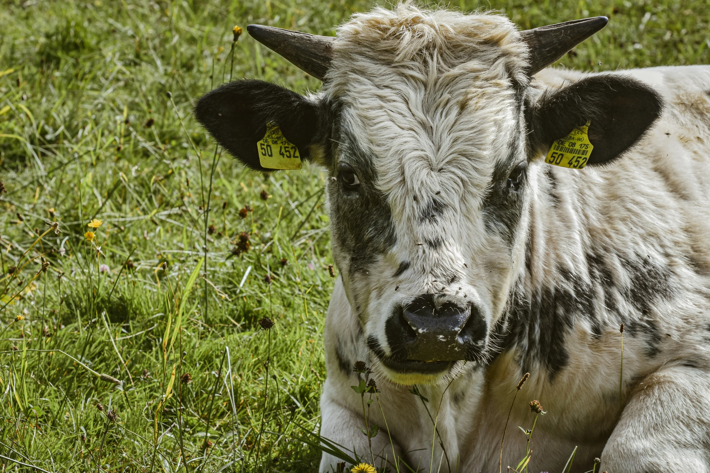 a large white cow laying down on top of grass