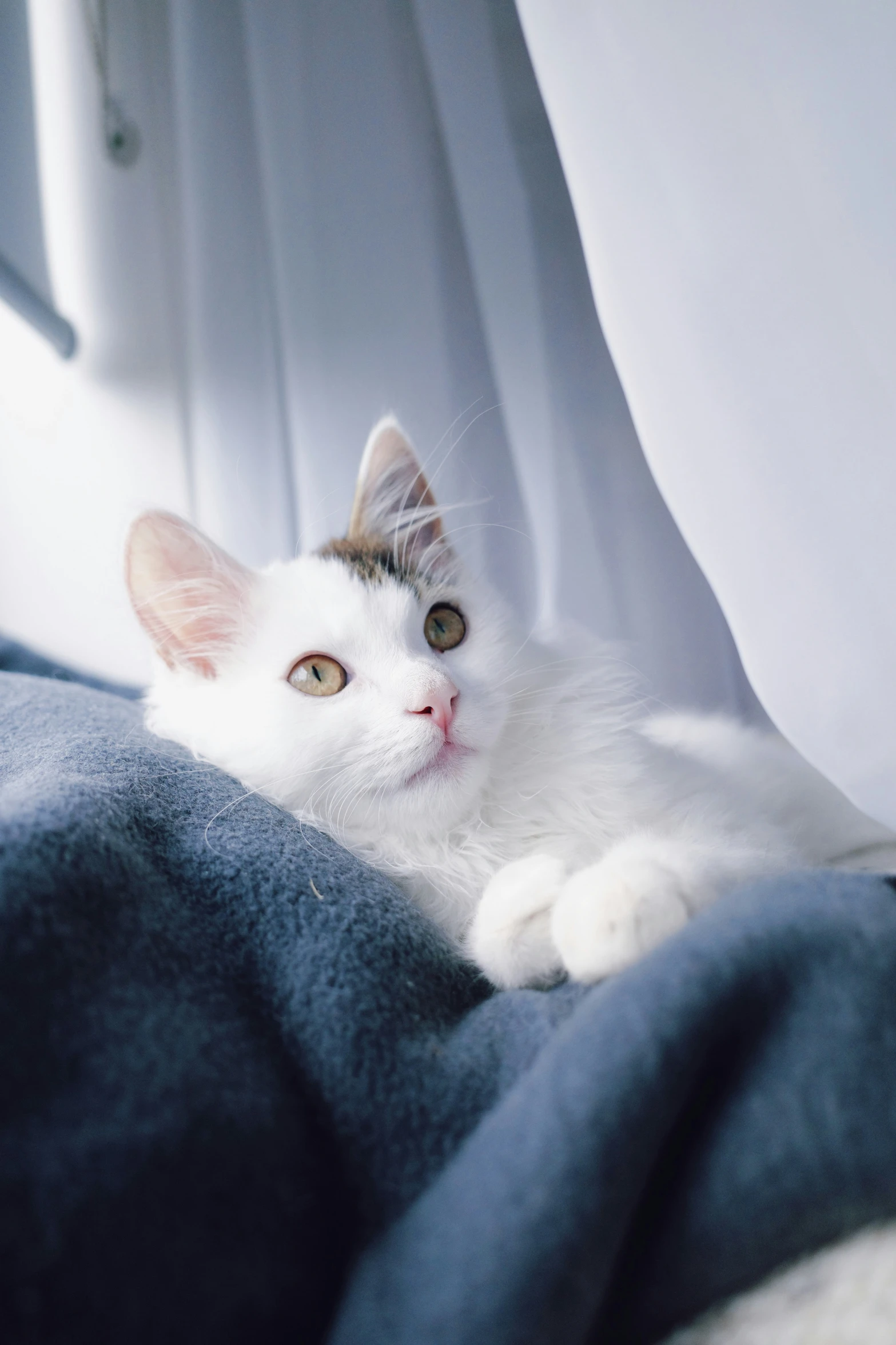 a cat is laying down on top of a couch