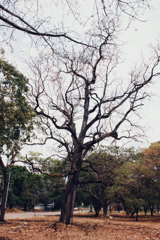 a park with an open field with trees