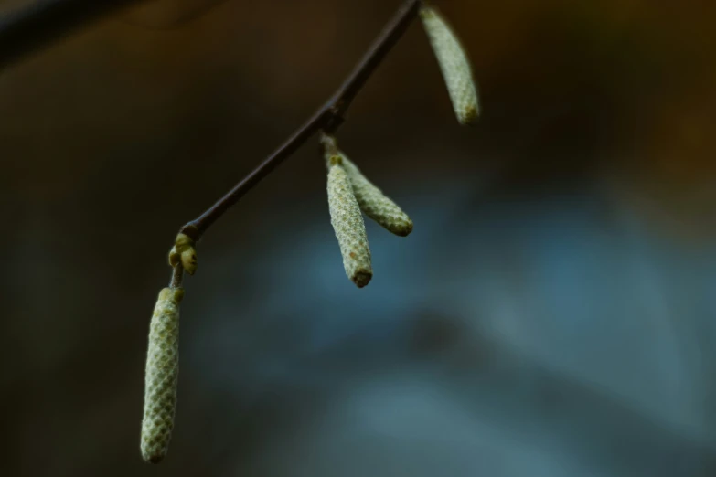 a bunch of very small, green fruits on a nch