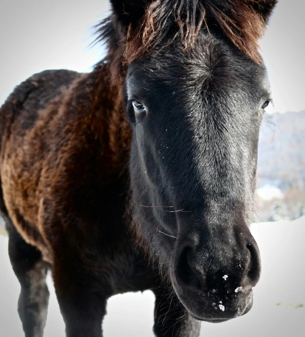 the horse is looking at the camera with long hair