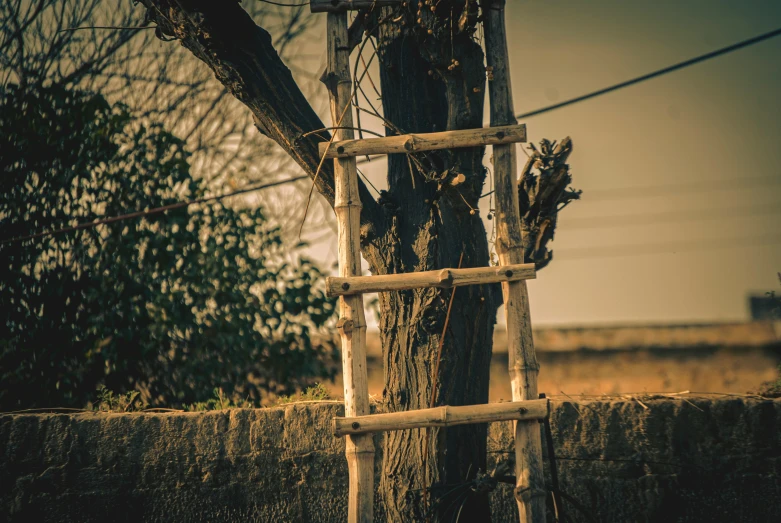 a tree with nches leaning up and covered in nches