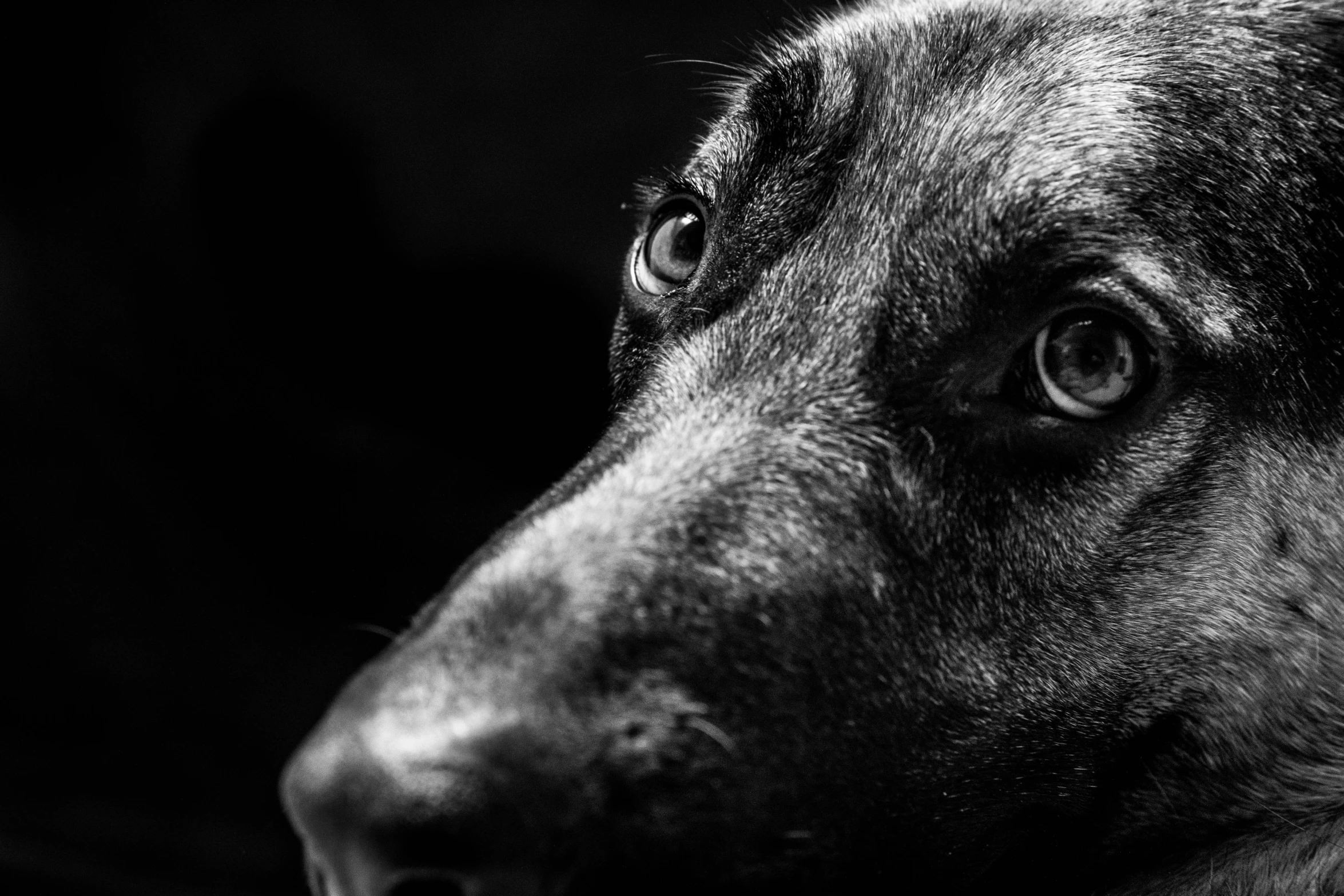a close up image of a black dog