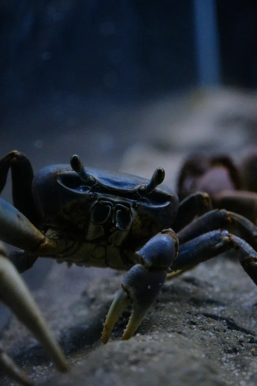 a blue crab sitting on top of a rock