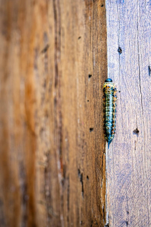 an insect crawling on a wooden door in a city