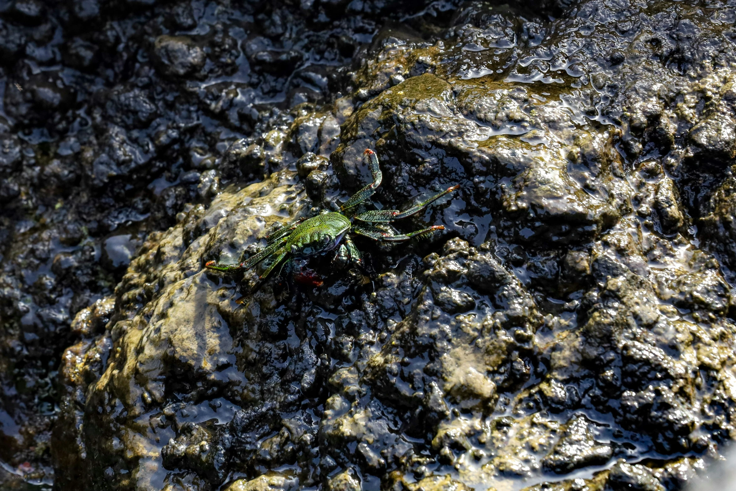 small insect sitting on rocks covered in mud