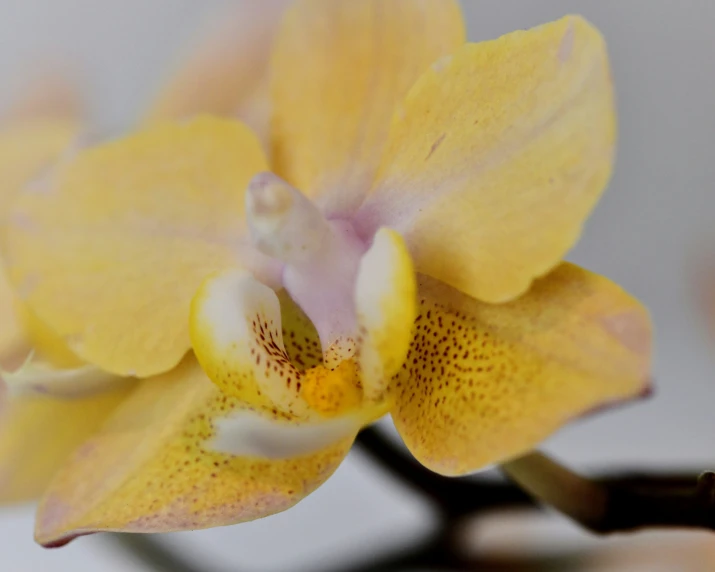 a yellow and white orchid sitting in a bouquet