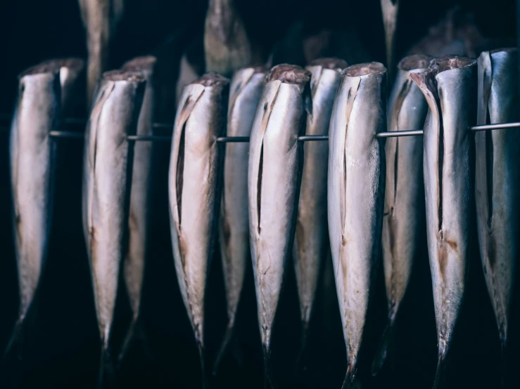 long pieces of fish lined up against each other