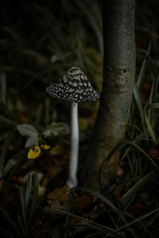 a mushroom is growing on the ground in front of a tree