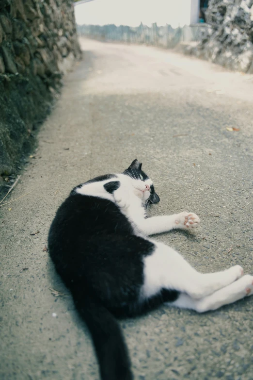 a black and white cat is laying down on the ground