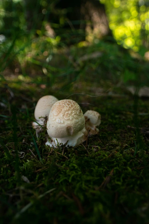 three mushrooms are growing in the green grass