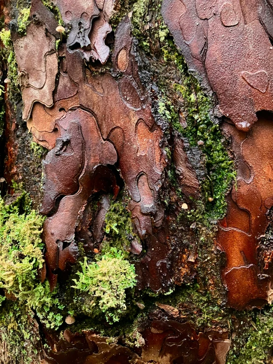 moss growing on an old, decaying tree