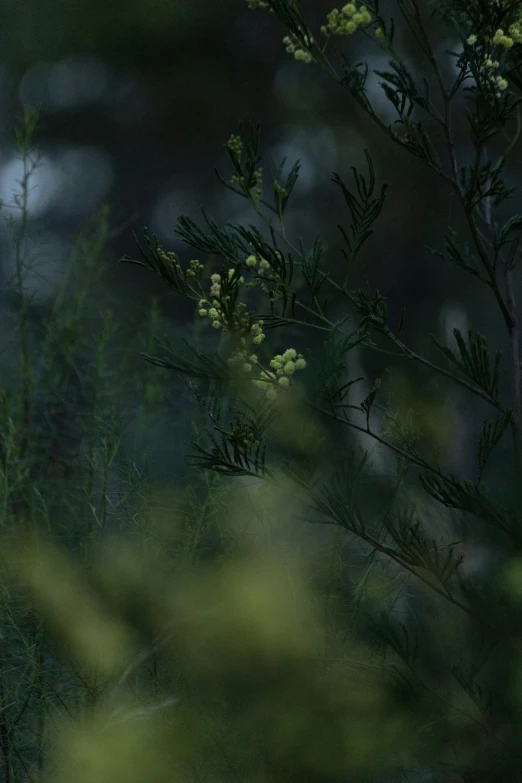 a bird sitting on top of a tree near the woods