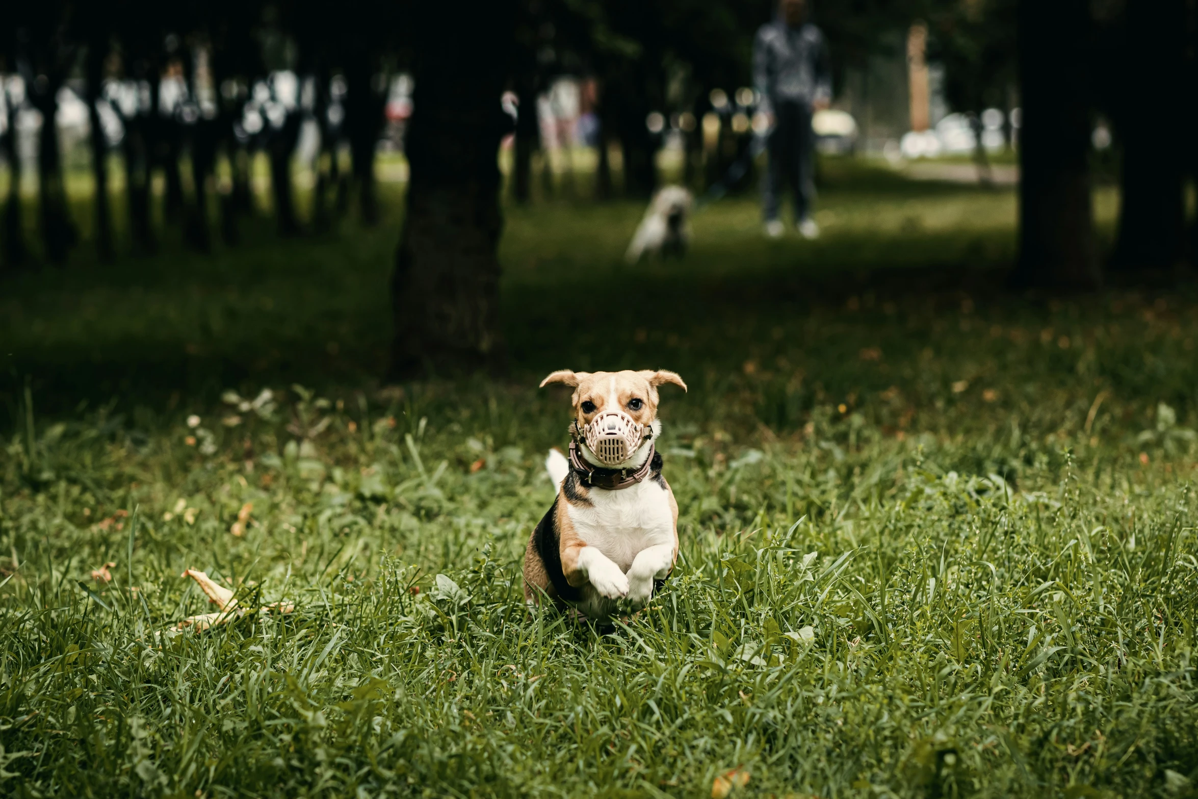 small brown dog sitting in grass near trees