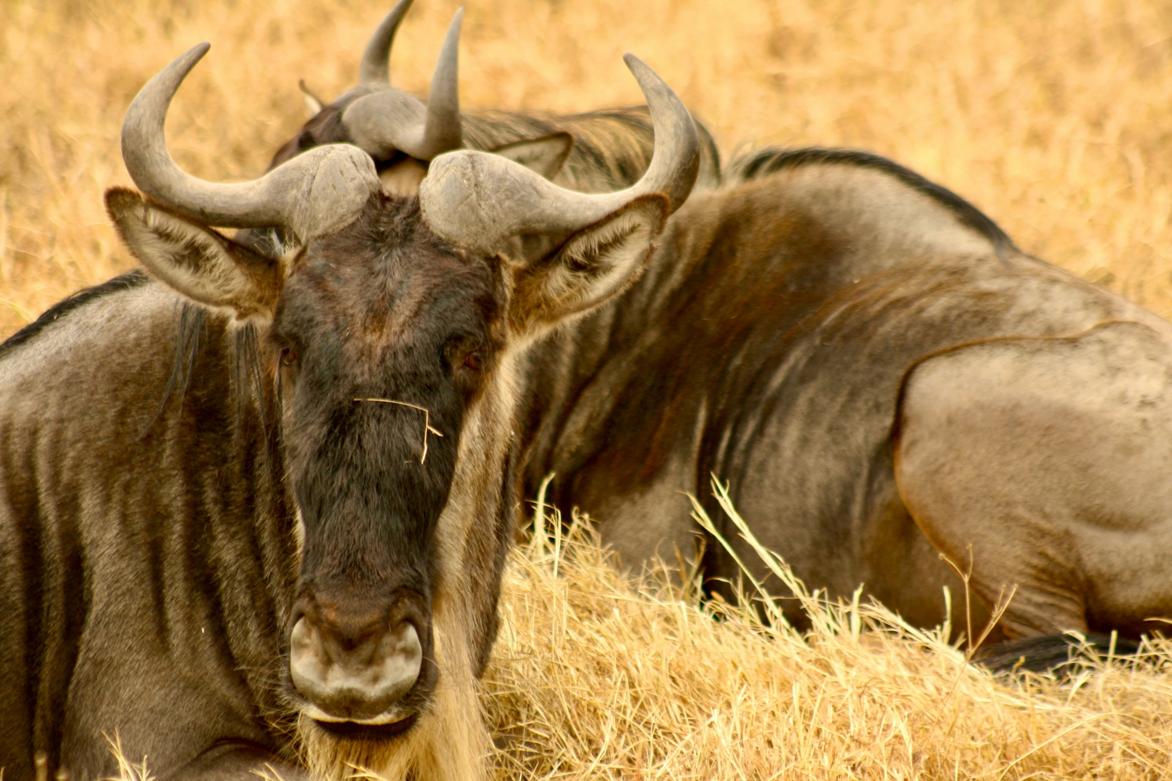 two large horned animals laying in tall brown grass