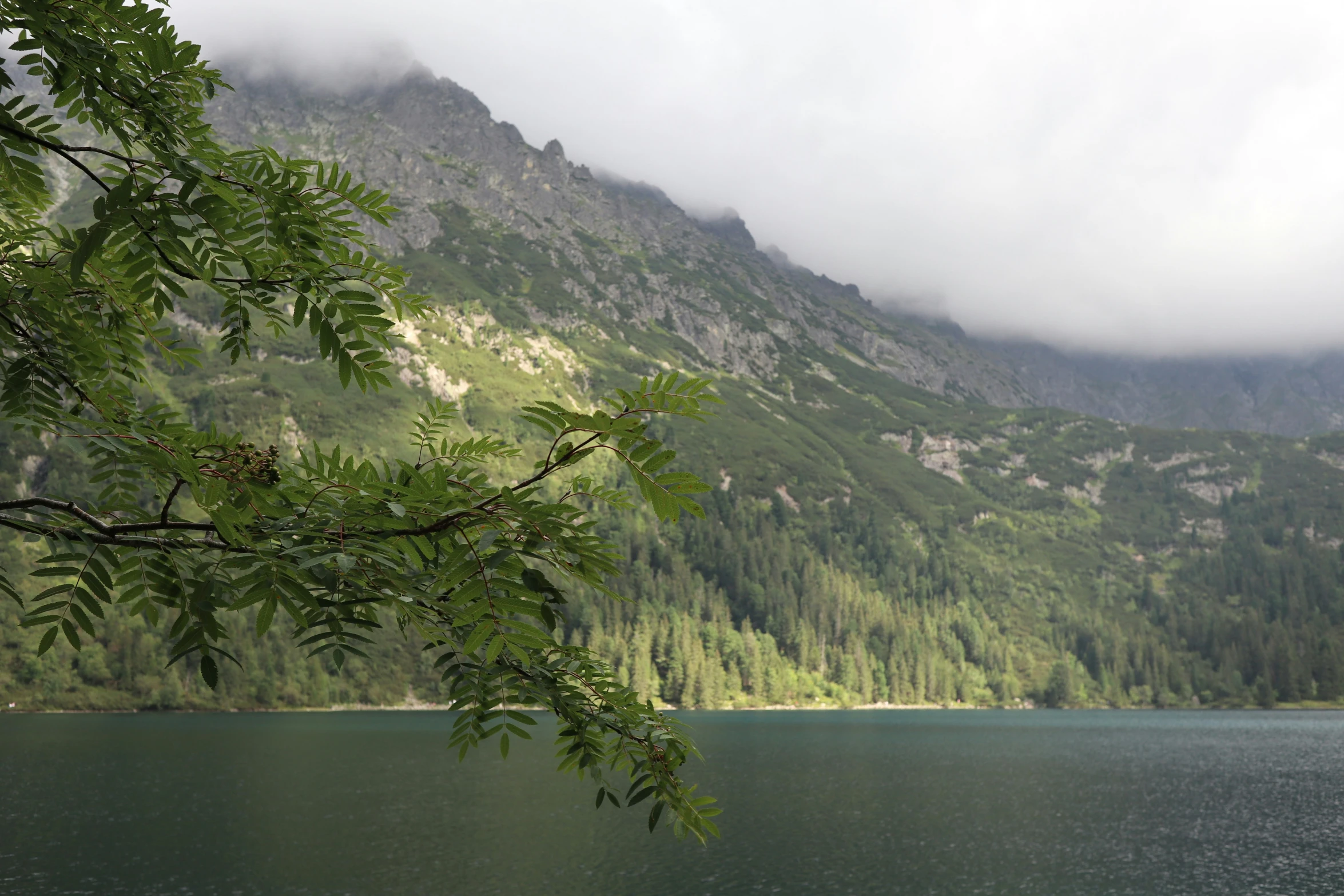 a mountain sits in the background as a lake is surrounded by trees