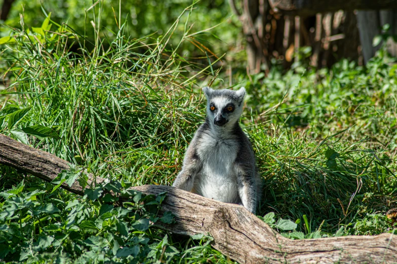 a lemur sitting on top of a field near a log