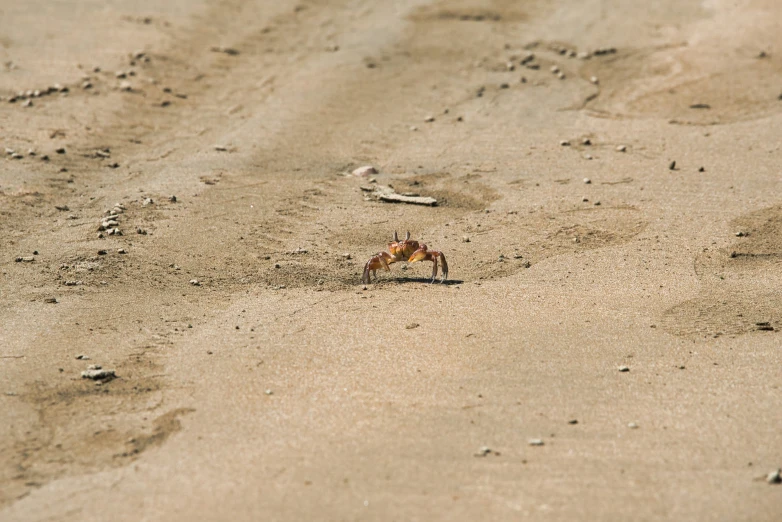 small crab crawling on the sand and mud