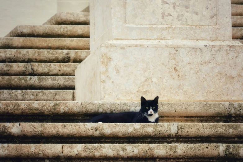 a cat sitting on top of cement steps next to a wall
