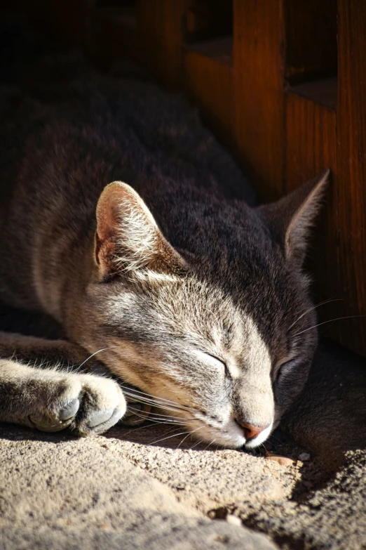 a cat sleeping on the ground by some stairs