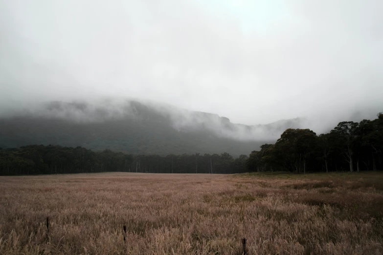 a field with brown grass and trees in the background